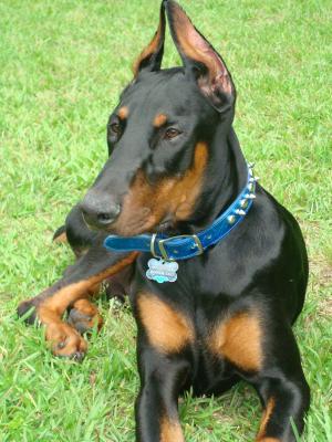 AKCDOBERMANPINSCHERSFORSALE